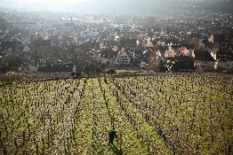 따뜻한 겨울로 독일의 달콤한 아이스 와인이 사라져갑니다