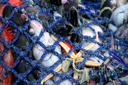 Scientists push to add “huge” fish trawling emissions to national inventories