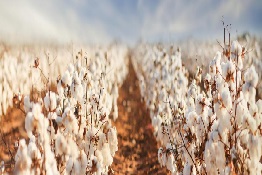 New Report Sets Out How Fashion Industry Can Transition to Low Carbon Cotton and Polyester